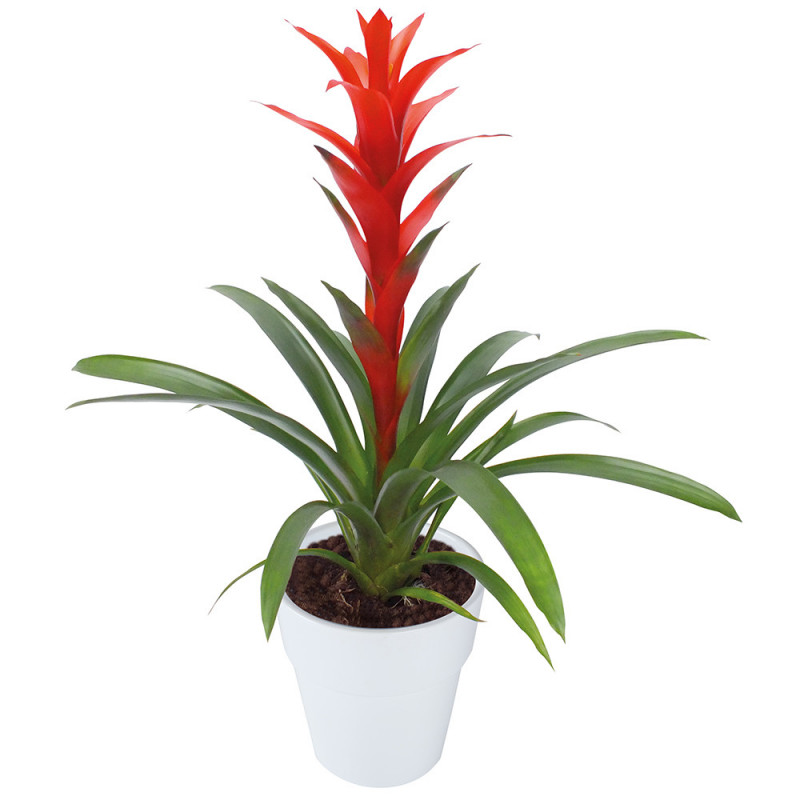 Guzmania