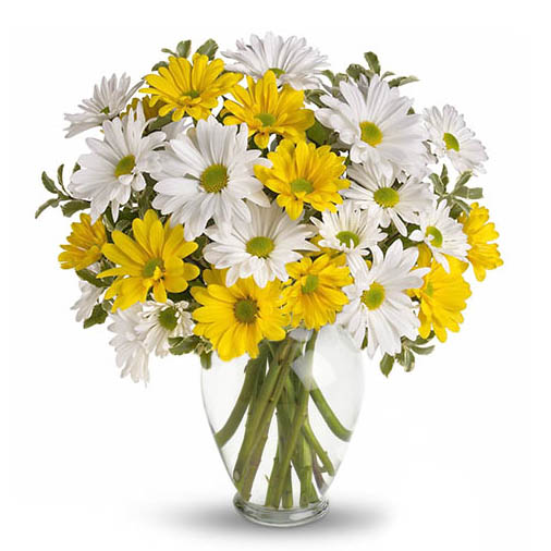 Cheerful Daisies